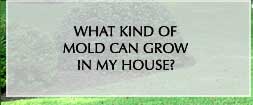 what kind of mold can grow in my house link